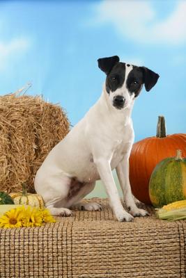 Jack Russell Terrier mit Kürbis von Ulrike Schanz