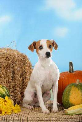 Jack Russell Terrier vor Stroh von Ulrike Schanz