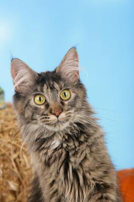 Maine Coon Katze Porträt von Ulrike Schanz