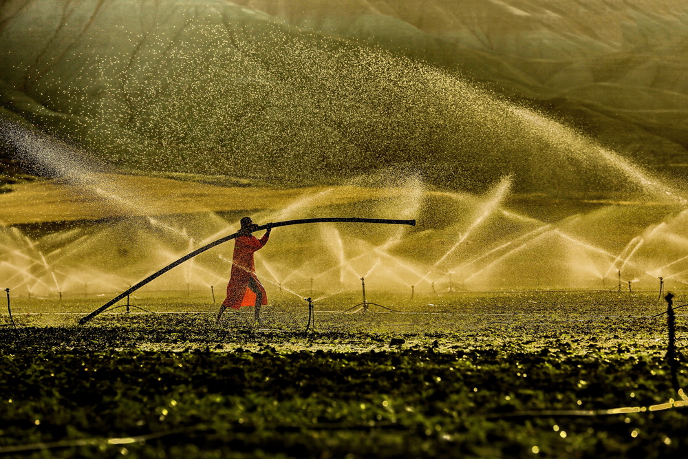 farmer von Ummu Nisan Kandilcioglu