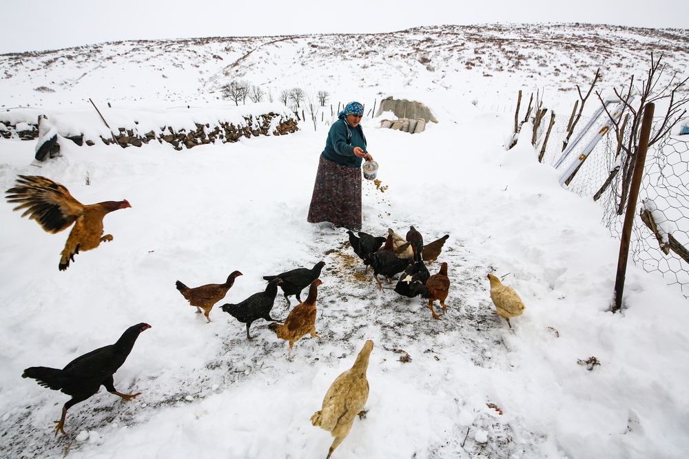 mealtime for chickens von Ummu Nisan Kandilcioglu