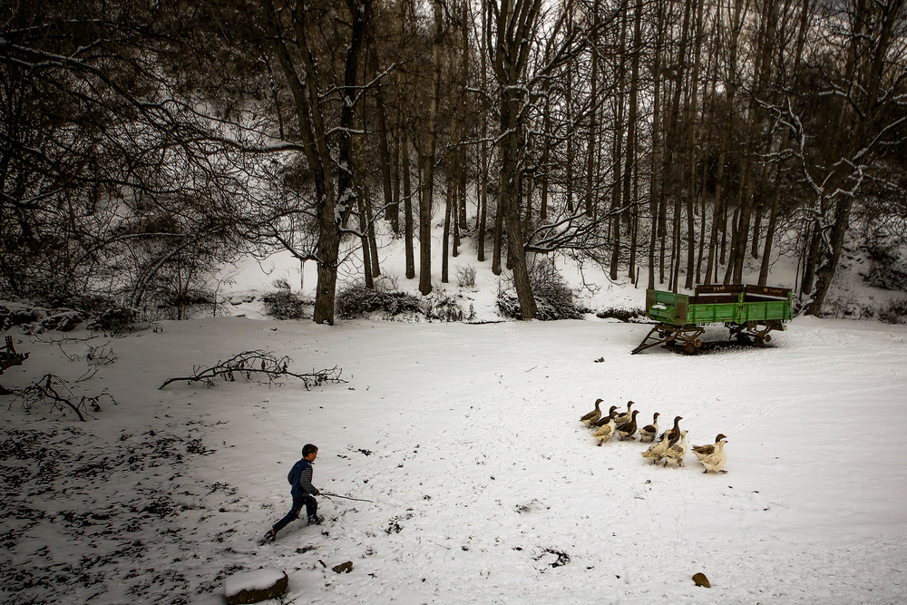 goose-shepherd von Ummu Nisan Kandilcioglu