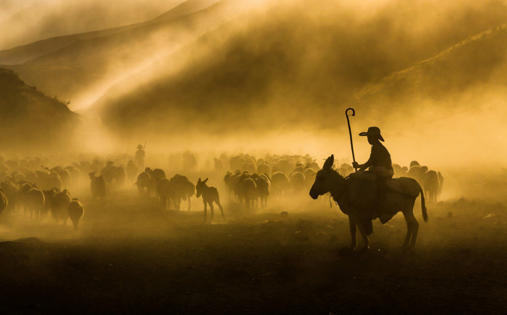 little shepherd von Ummu Nisan Kandilcioglu