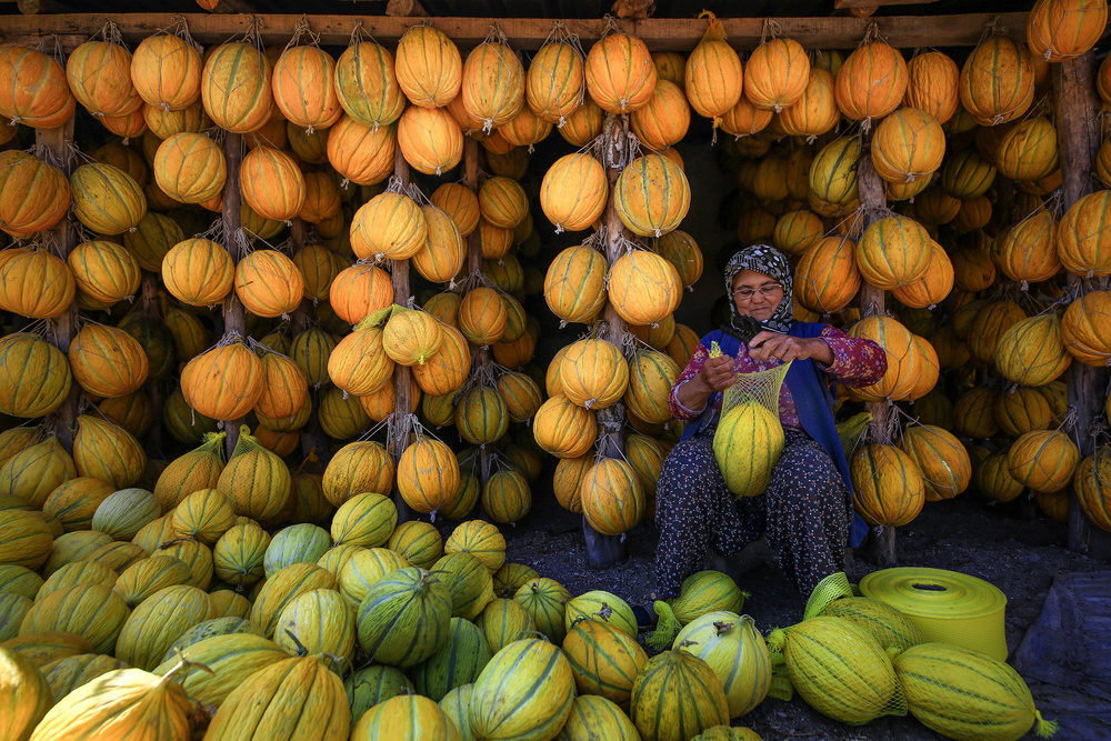 melons von Ummu Nisan Kandilcioglu