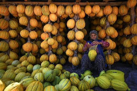 melons