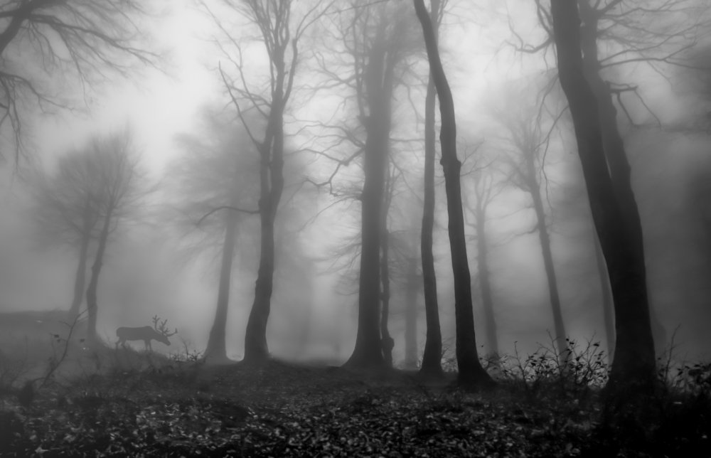 foggy forest von Ummu Nisan Kandilcioglu