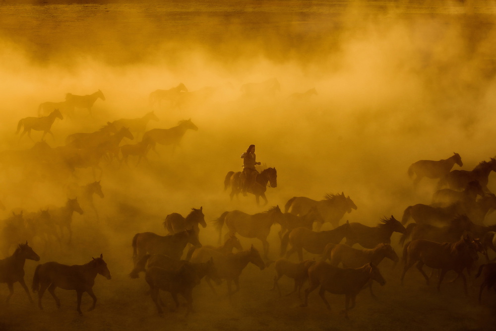 horses von Ummu Nisan Kandilcioglu