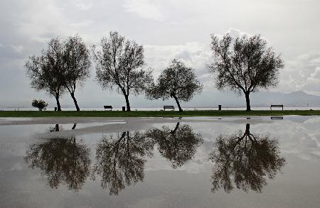 Reflection After Rain