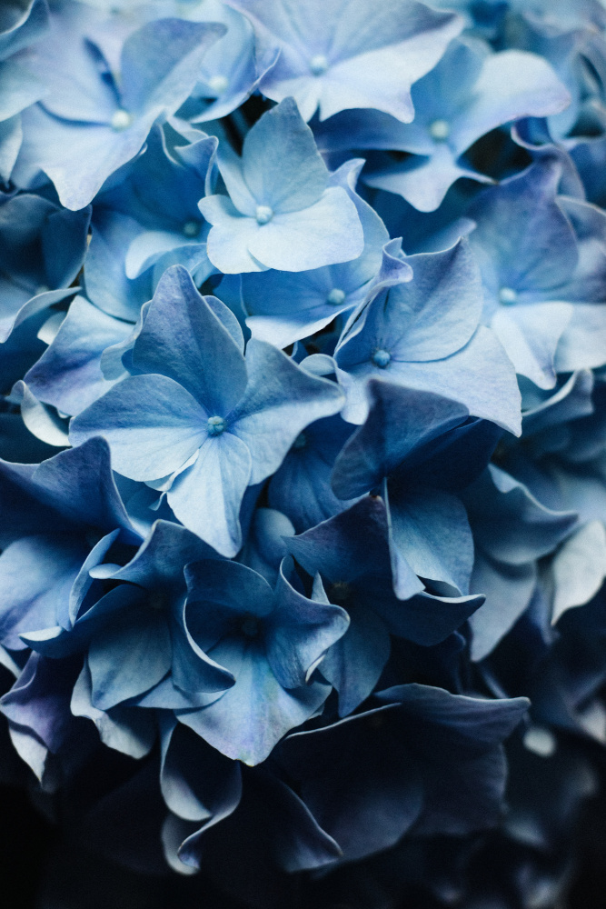 Pretty Sight - Blue Hydrangea von uplusmestudio