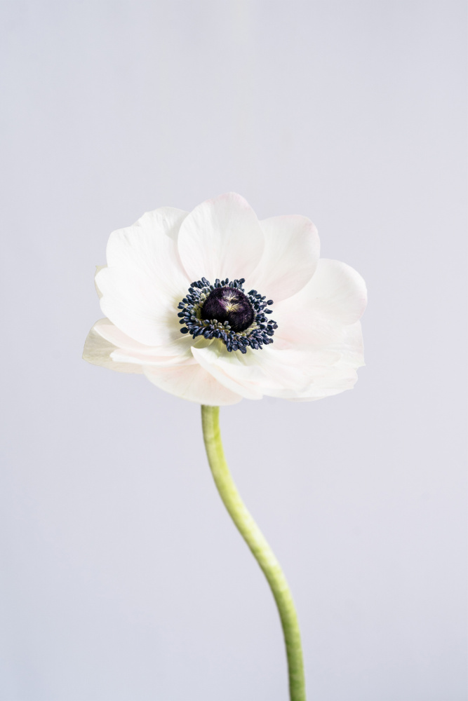 Precious Anemone von uplusmestudio