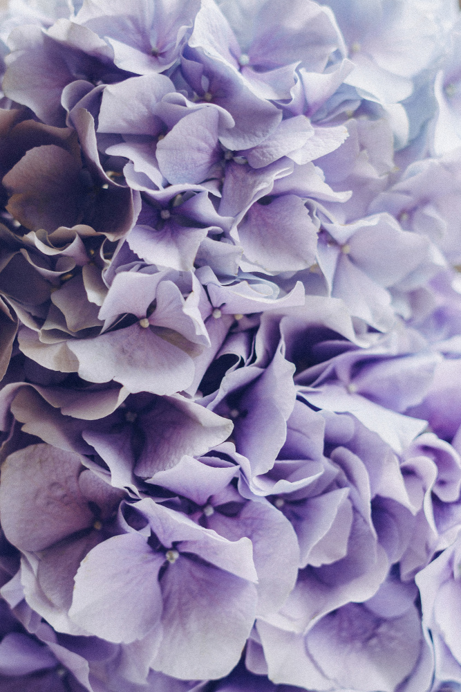 Lilac Hydrangea von uplusmestudio