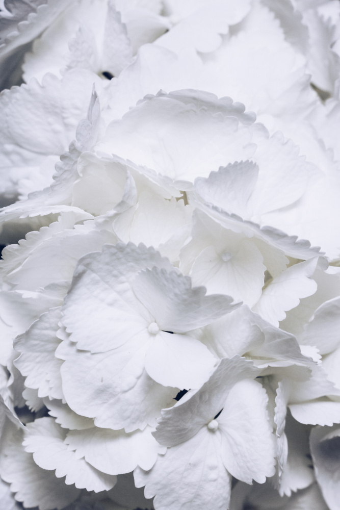 Lovely Wings - White Hydrangea von uplusmestudio