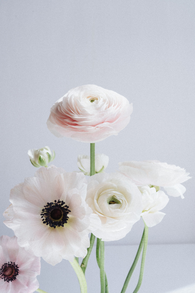 Ranunculus and Anemones von uplusmestudio