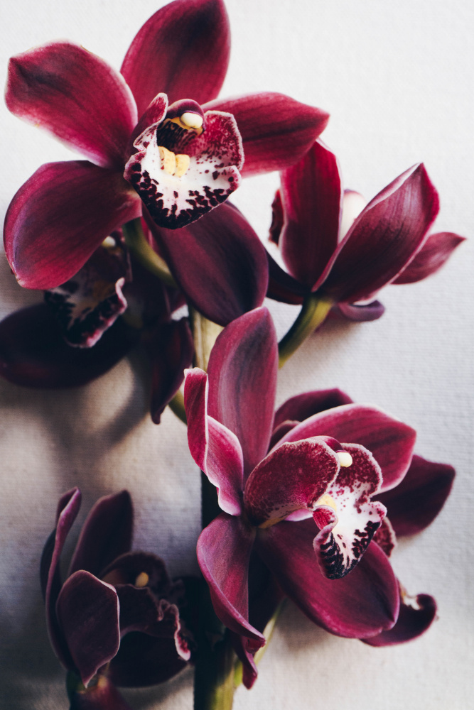 Red Cymbidium Orchid von uplusmestudio