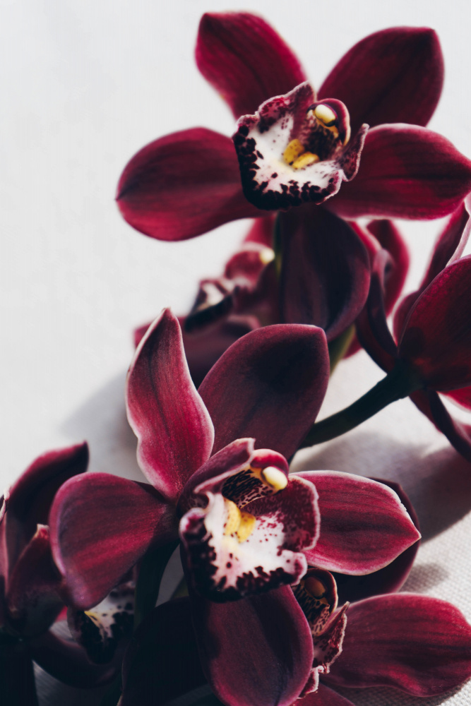 Velvet Orchid von uplusmestudio