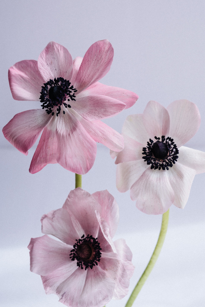 Lovely Anemones von uplusmestudio