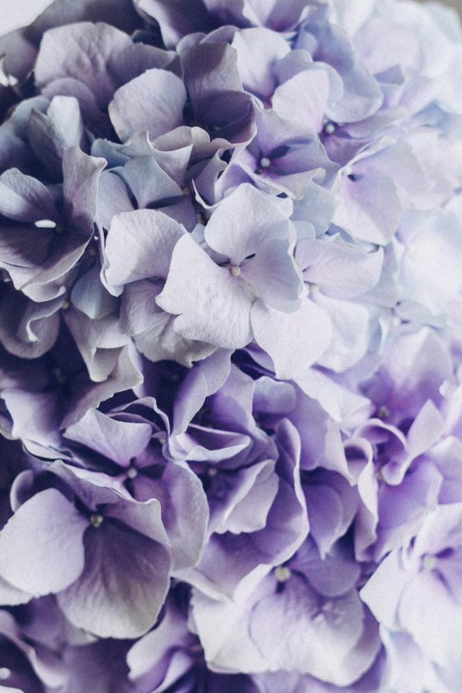 Lovely Hydrangea von uplusmestudio