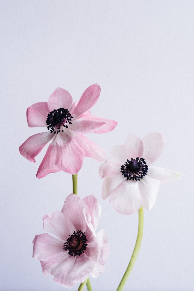 Dancing Anemones von uplusmestudio