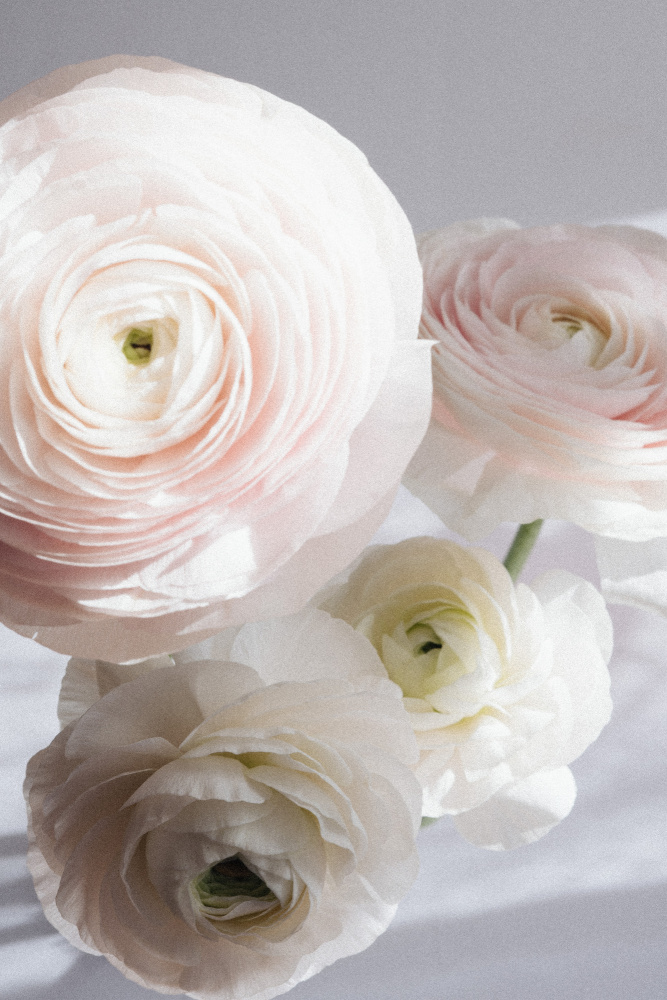 Soft Ranunculus von uplusmestudio