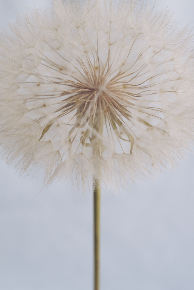 Delicate Dandelion von uplusmestudio