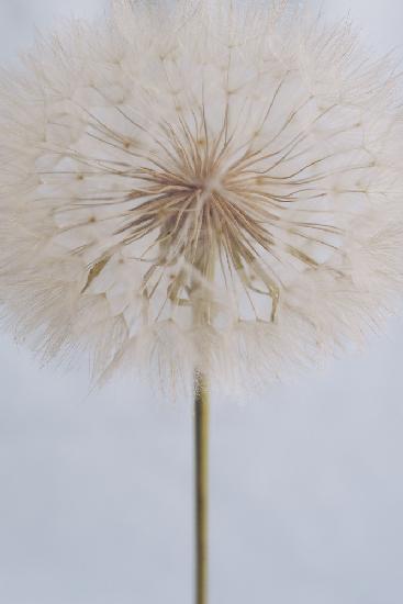 Delicate Dandelion