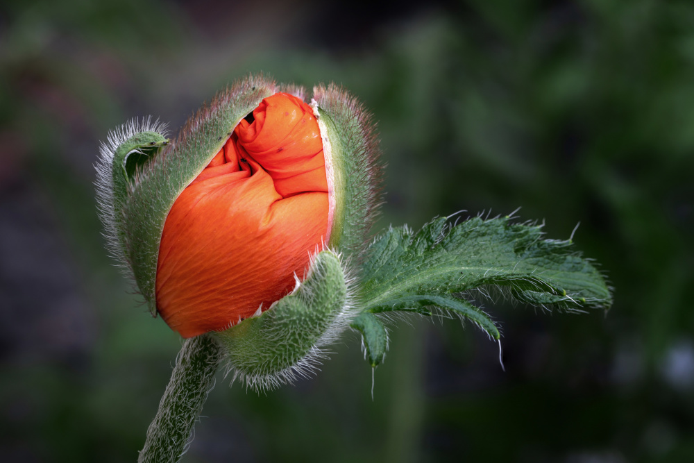 papaver orientale von Urs Zimmermann