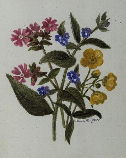 Campion, Alkanet and Buttercup (w/c on paper)  von Ursula  Hodgson