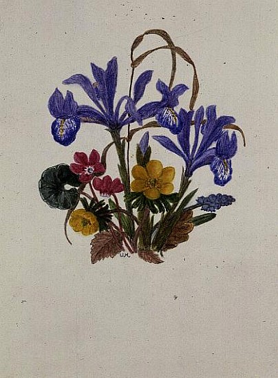 Iris Histiodes, Cyclamen, Aconite and Grape (w/c on paper)  von Ursula  Hodgson