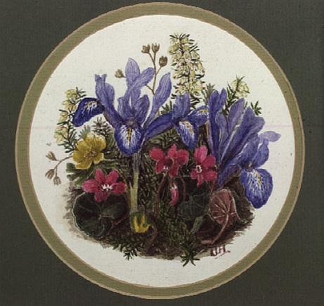 Iris Histriodes, Aconite and Cyclamen (w/c on paper)  von Ursula  Hodgson