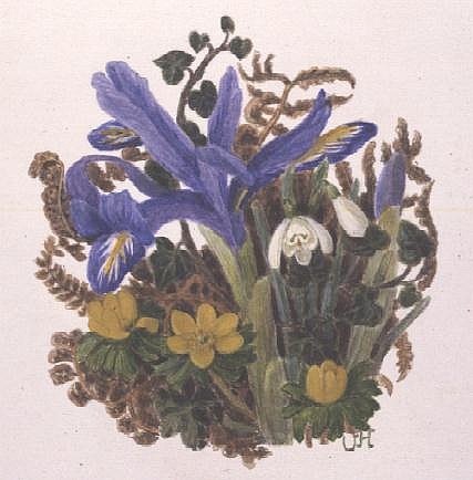 Iris Histriodes, Aconite and Snowdrop (w/c on paper)  von Ursula  Hodgson