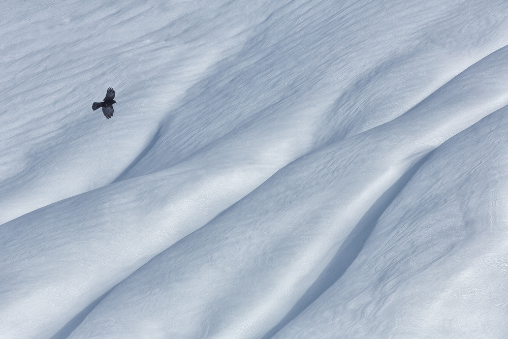 mountain jackdaw von Uschi Hermann