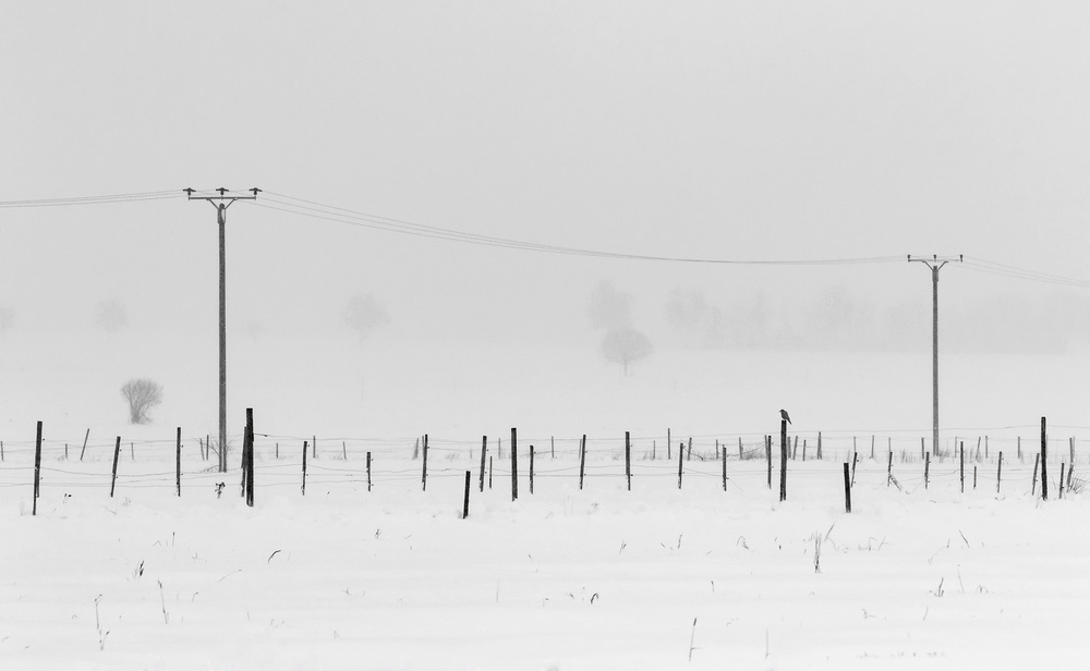 a winters day von Uschi Hermann