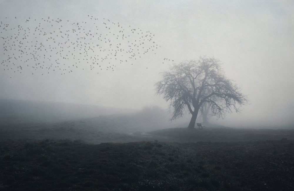 misty morning von Uschi Hermann