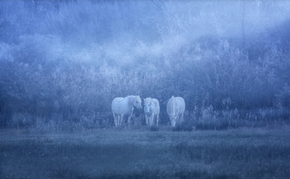 white horses von Uschi Hermann