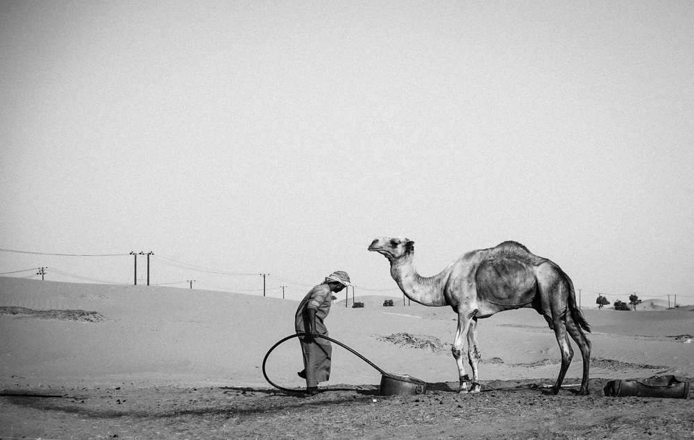 Camel Herder - I von Utku Sarioz