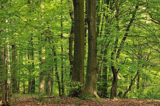 Habichtswald im zarten Grün von Uwe Zucchi