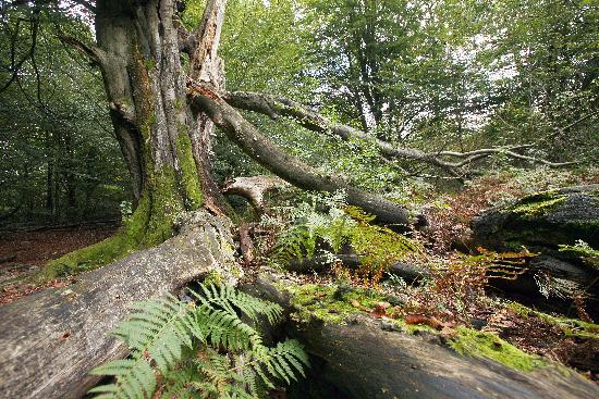 Urwald Sababurg von Uwe Zucchi