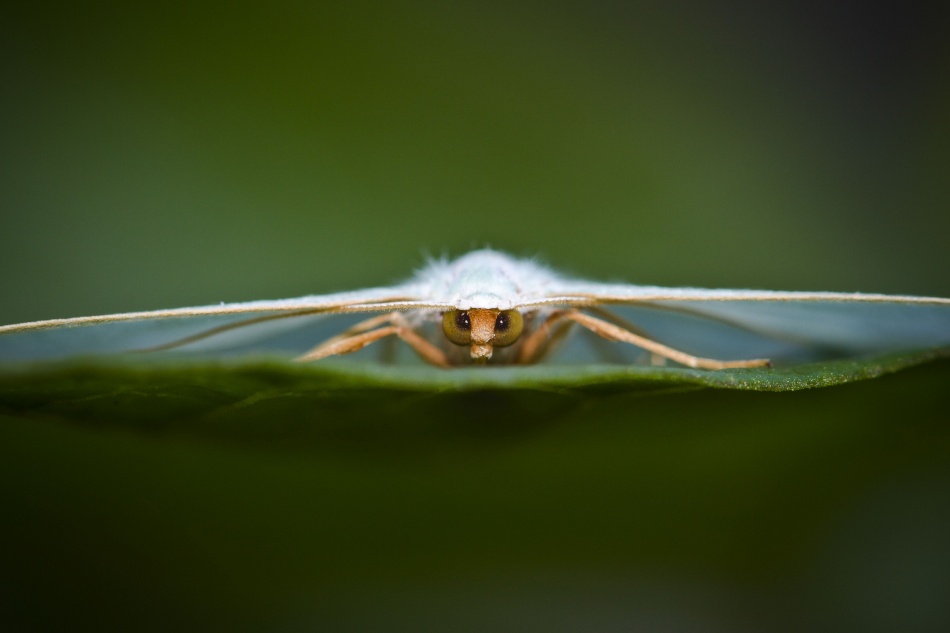 Little small plane von Vahid Varasteh