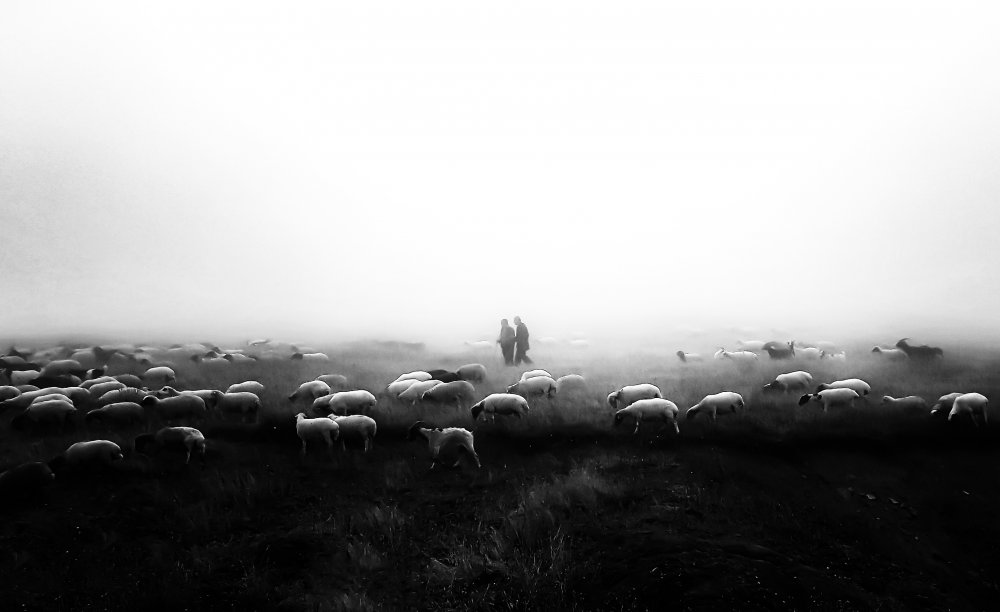 The flock in the fog von Vahid Yavari