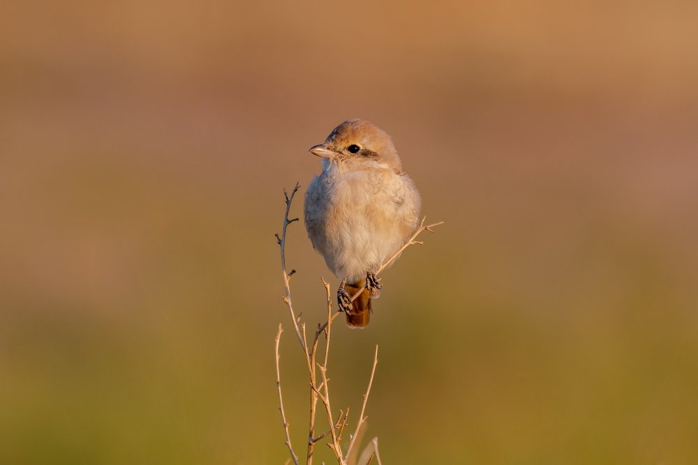 isabelline shrike von Vahid Yavari