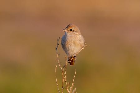 isabelline shrike