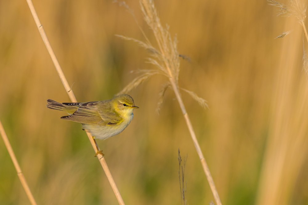 warbler von Vahid Yavari