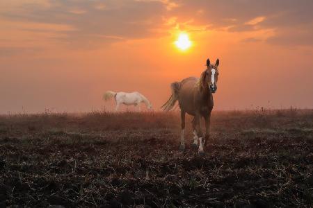 Autumn morning