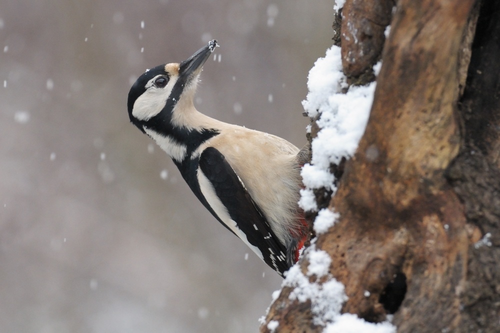 great spotted woodpecker and first snow von Valentino Alessandro