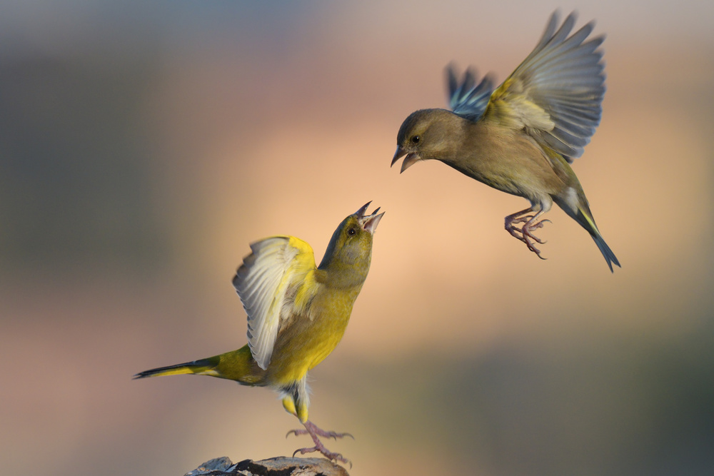 Fighting at dawn von Valentino Alessandro