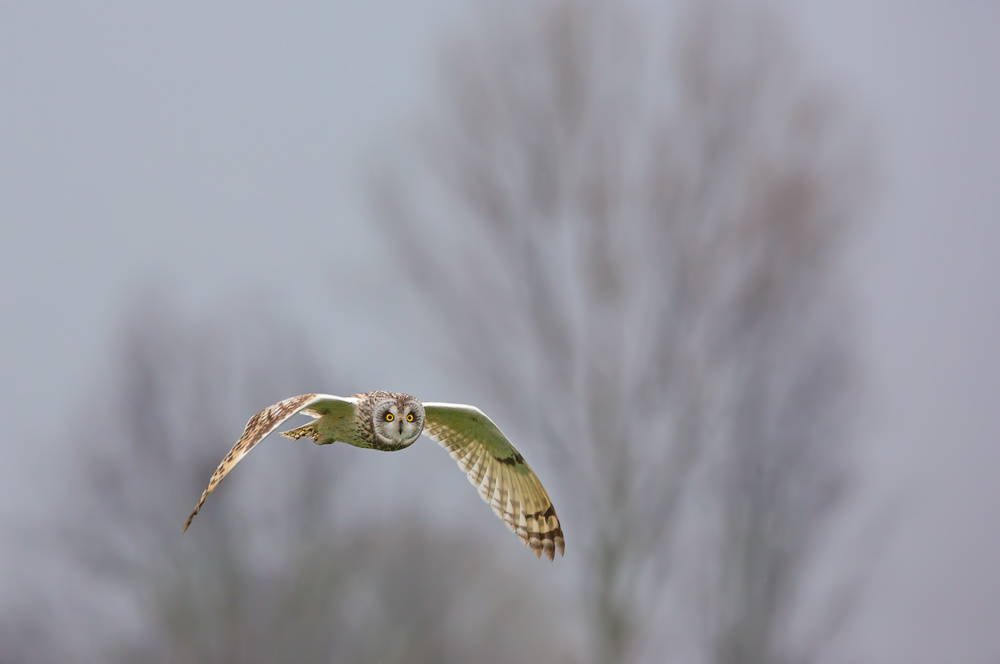 Owl von Valerio Ferraro