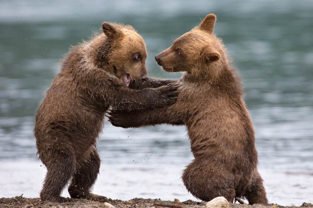 Big bears von Valerio Ferraro