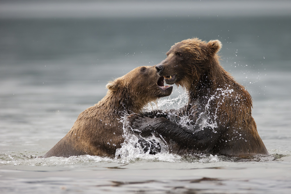 fight von Valerio Ferraro