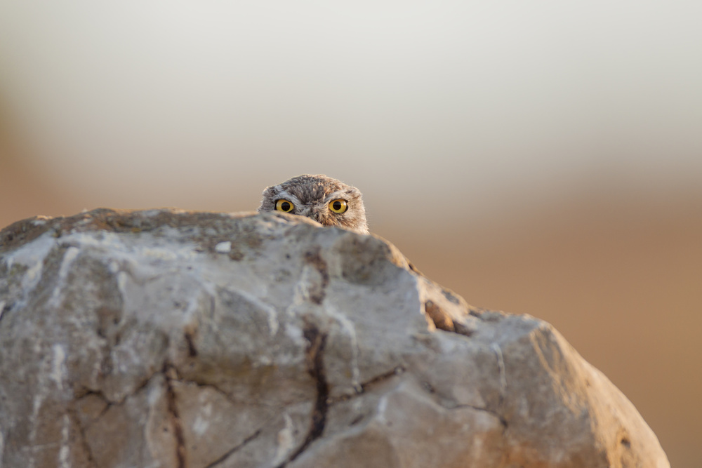 little owl von Valerio Ferraro