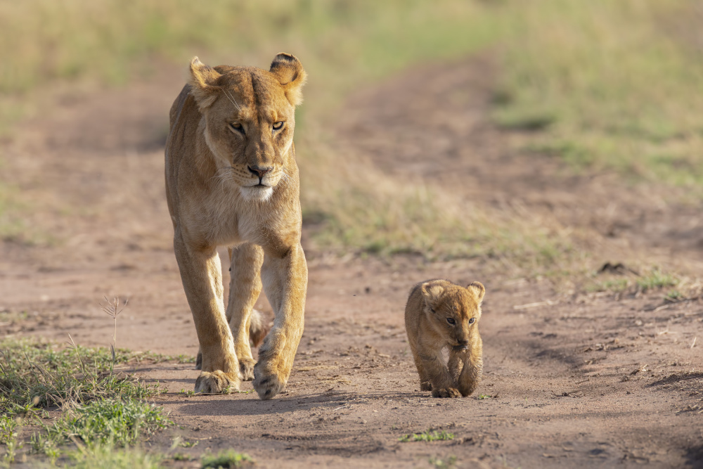 Little king von Valerio Ferraro